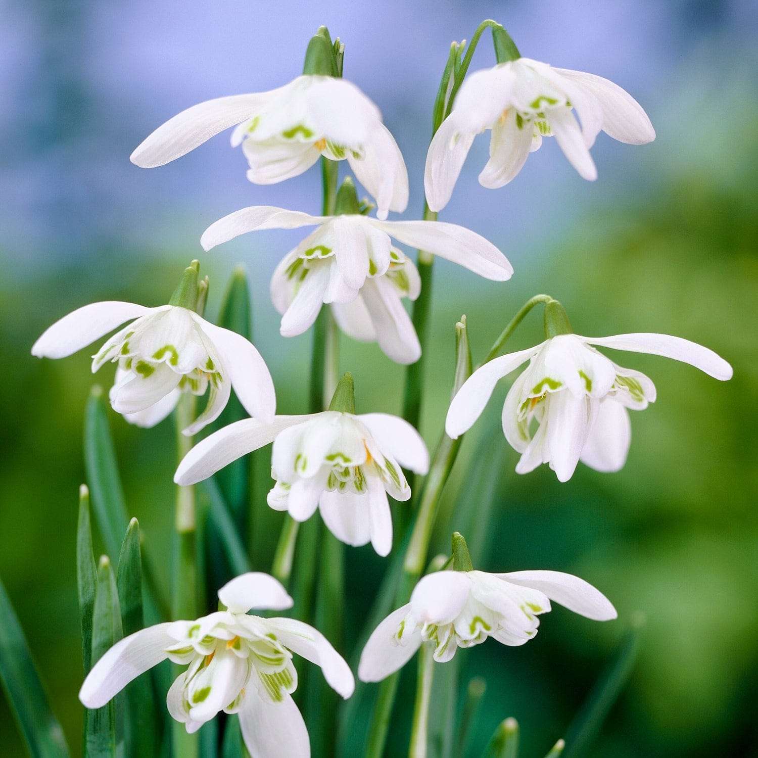 Vintergæk 'Flore Pleno'